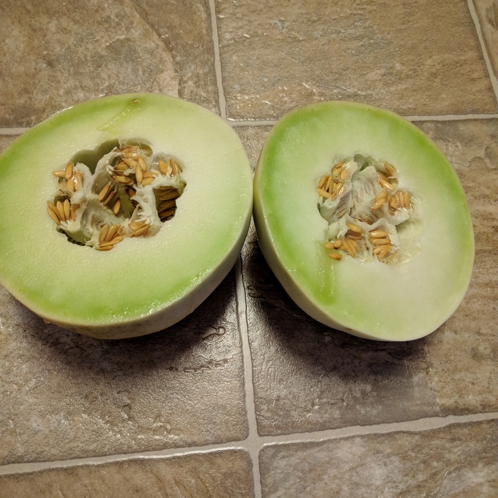 Honeydew Seeds